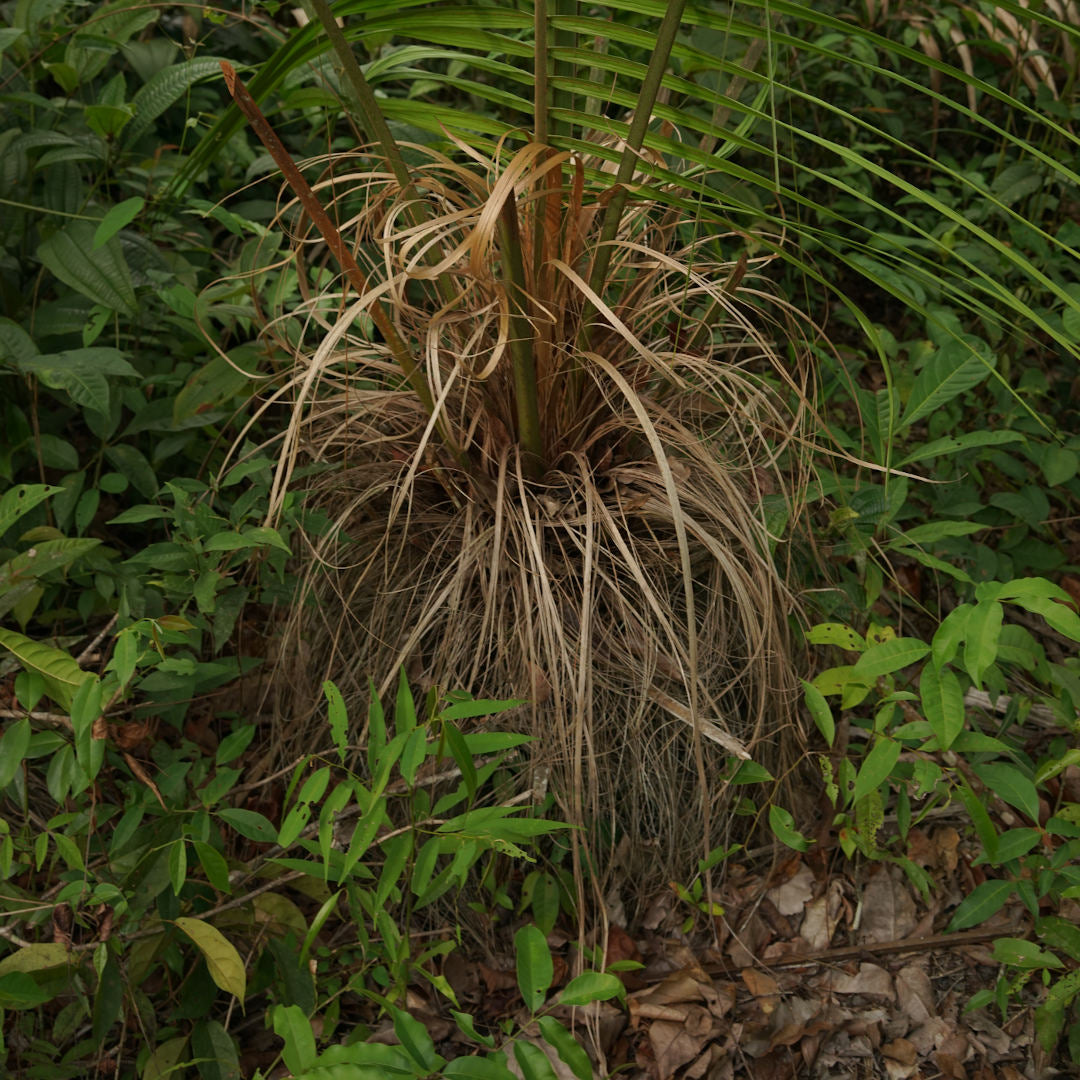 fibra de la palma de chiqui chiqui