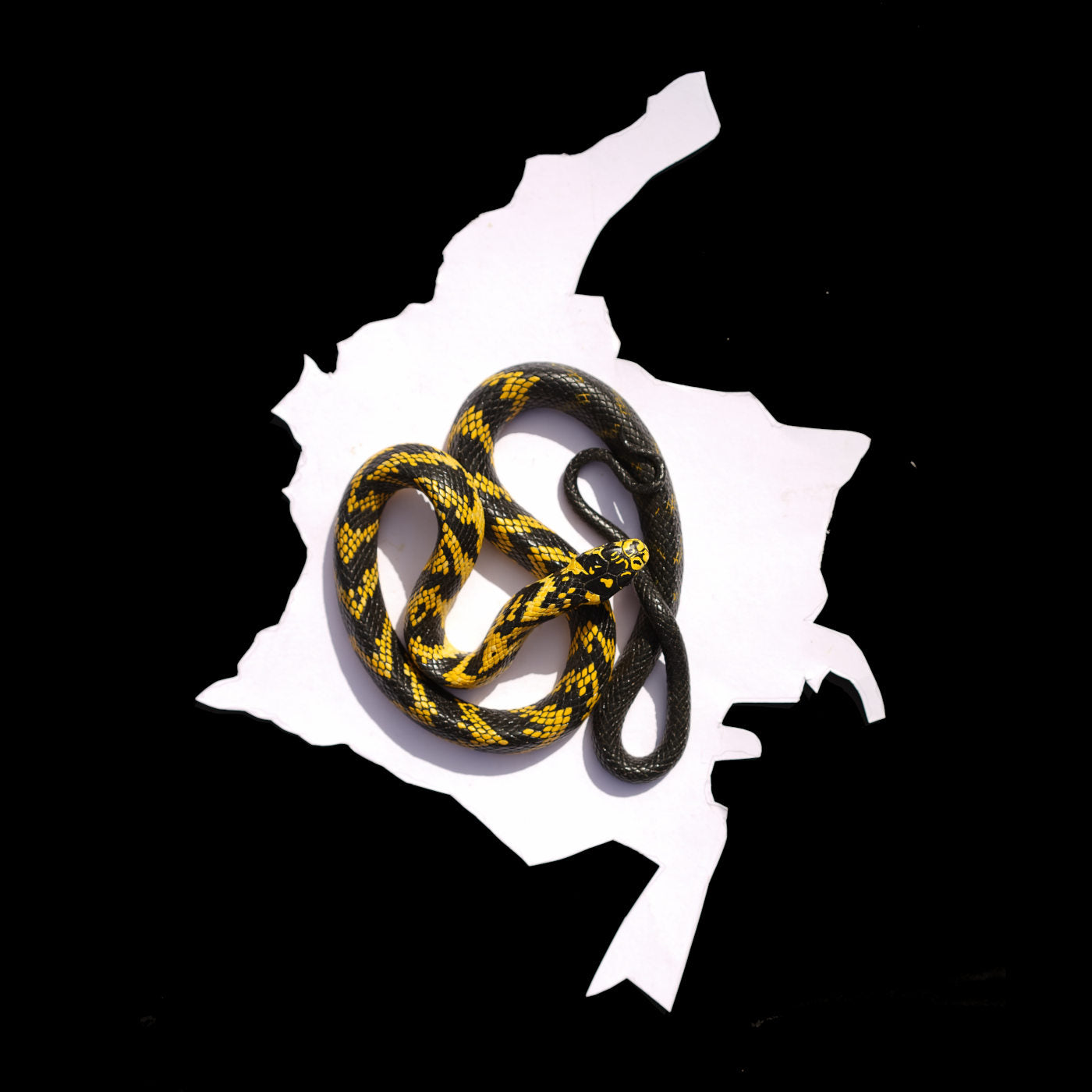 Replica de la serpiente Spilotes Pullatus