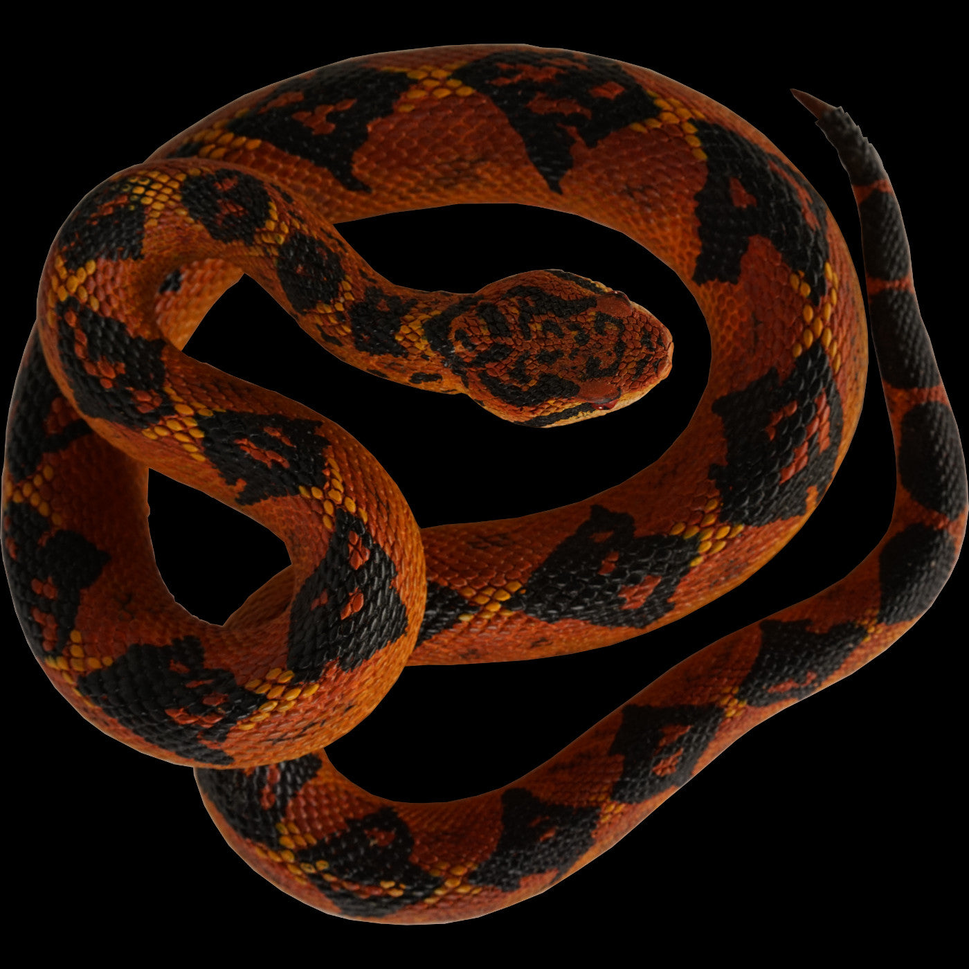 Replica de la serpiente Lachesis - Busmaster