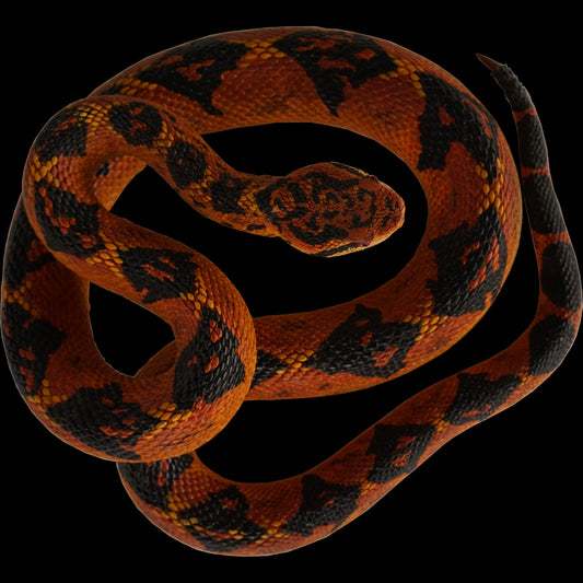 Replica de la serpiente Lachesis - Busmaster