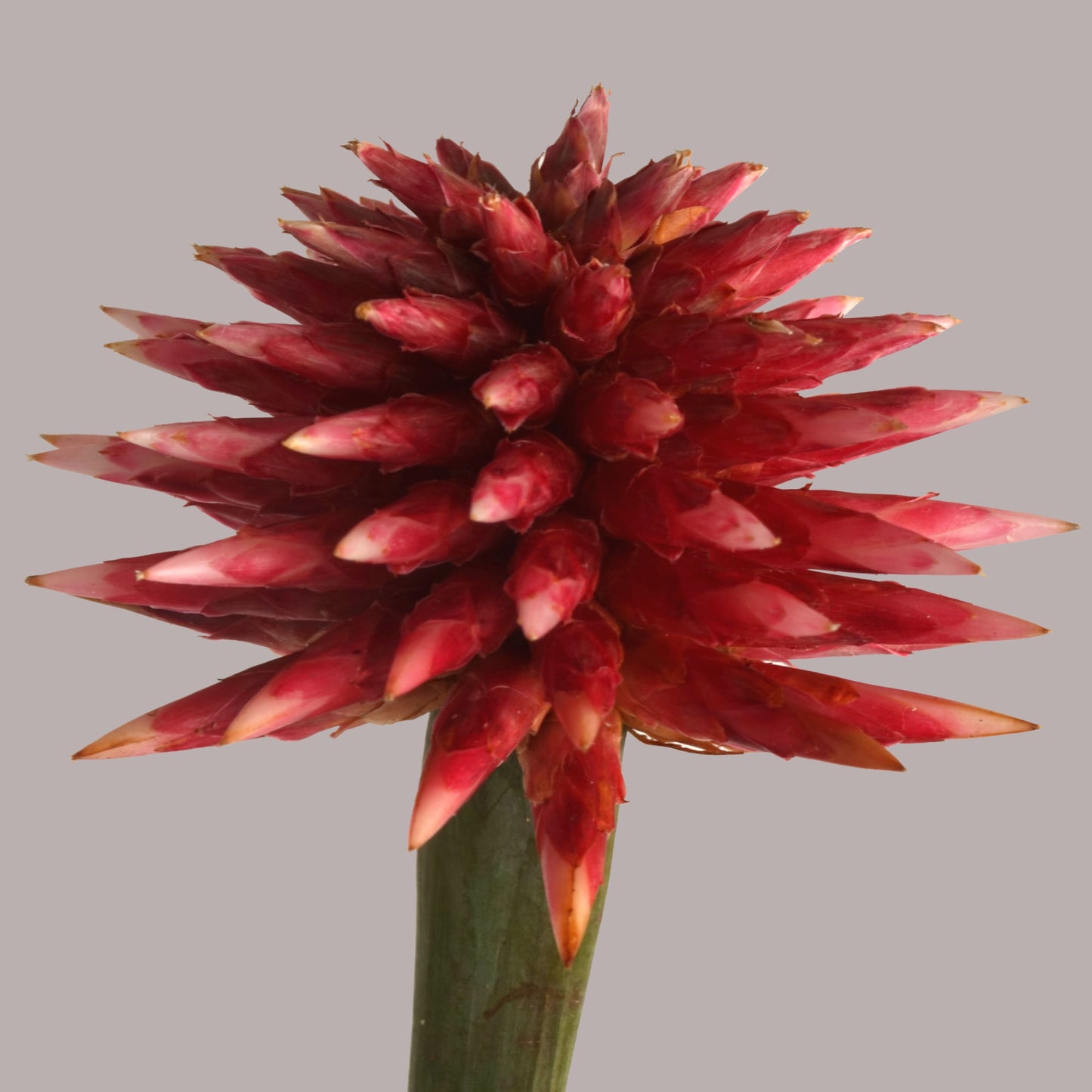 flores de Inírida - tipo invernio