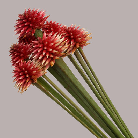 flores de Inírida - tipo invernio