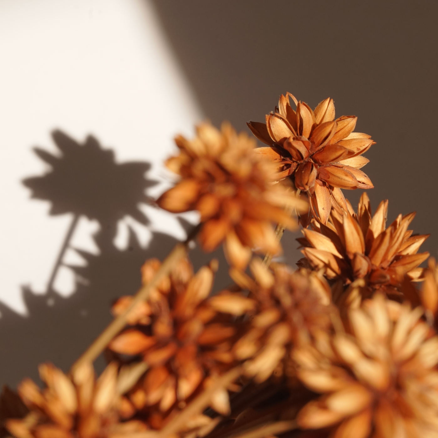 flores de Inírida - tipo invernio