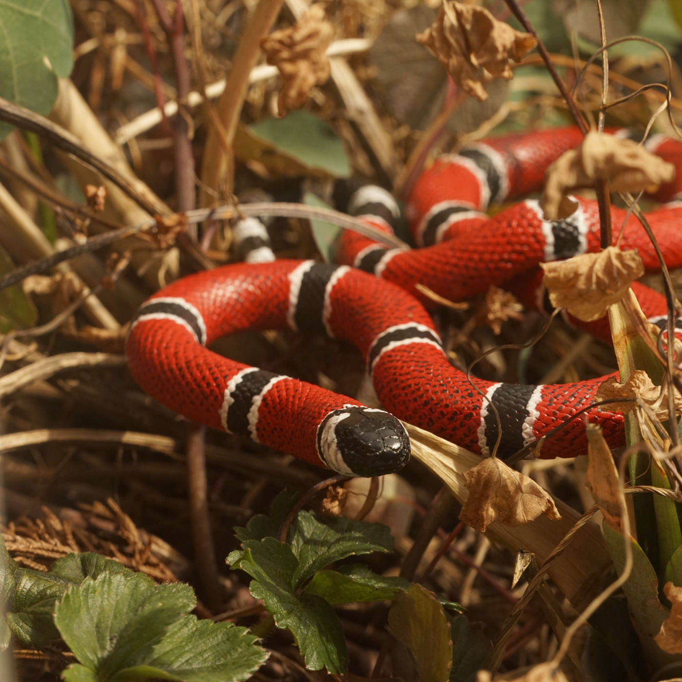 Serpiente Coral - replica
