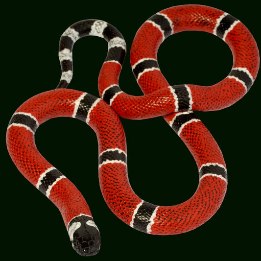 Serpiente Coral - replica