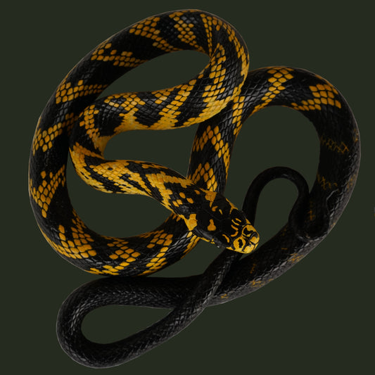 Replica de la serpiente Spilotes Pullatus